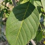 Juglans regia Hoja