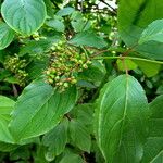 Cornus amomum Плід