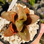 Haworthia emelyae Lehti