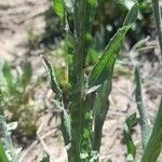 Centaurea solstitialis Leaf