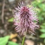 Sanguisorba officinalis ফুল