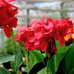 Canna indica Yeri