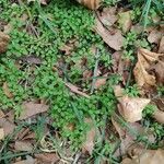 Drymaria cordata Leaf