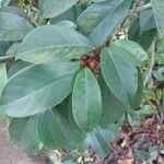 Magnolia figo Hoja