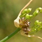 Allium oleraceum Flower