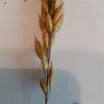 Bromus hordeaceusFlor