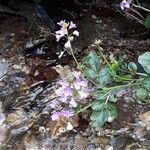 Cardamine raphanifolia Cvet