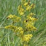 Veratrum lobelianum Blüte