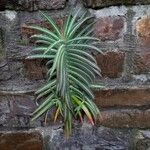 Euphorbia lathyris Habit