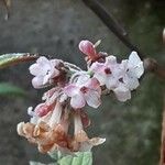 Viburnum × bodnantense Flor