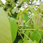 Juglans regiaFlower