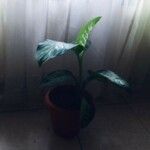 Dieffenbachia seguine List