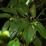 Cinnamomum burmanni Blad
