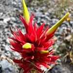 Castilleja miniata Flor