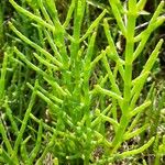 Salicornia perennis Yaprak