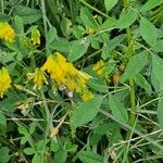 Trigonella esculenta Çiçek