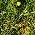 Ranunculus flammula Libunga