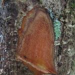 Ticodendron incognitum Corteza