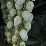 Pieris japonica Kvet
