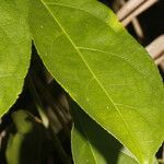 Amanoa guianensis Φύλλο