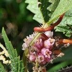 Cuscuta europaea Flower