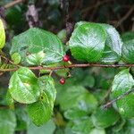 Rhamnus prinoides Feuille