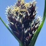 Carex parviflora Flower