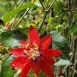 Passiflora miniata Λουλούδι
