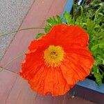 Papaver alpinumFlower