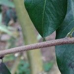 Lepisanthes senegalensis Bark