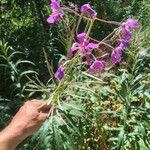 Epilobium angustifoliumപുഷ്പം