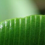 Coniogramme africana Hoja