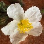 Helianthemum apenninum Flower