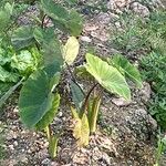 Colocasia esculentaLeaf