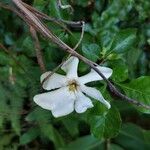 Gardenia thunbergia Kukka