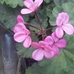 Pelargonium × hybridum Fleur