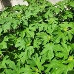 Tithonia diversifolia Foglia