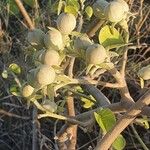 Ipomoea spathulata Fruit