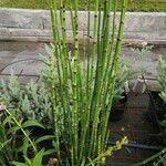 Equisetum × moorei List