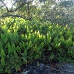 Arthropteris orientalis Leaf