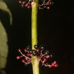 Miconia purpureoviolacea Fruit