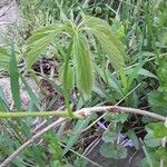 Parthenocissus quinquefolia Folha