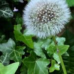 Taraxacum dissectum Плод