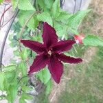 Clematis texensis Kvet