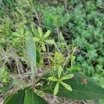 Cordia incognita