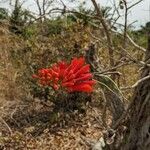 Erythrina senegalensis Blomst