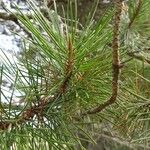 Pinus contorta Листок