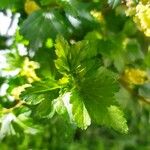 Ribes alpinum Leaf