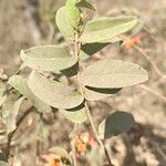 Woodfordia fruticosa Blad