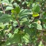 Lantana achyranthifolia Fruct